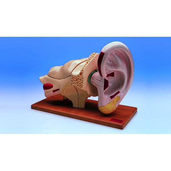 Organy i narządy 3B Scientific W42514