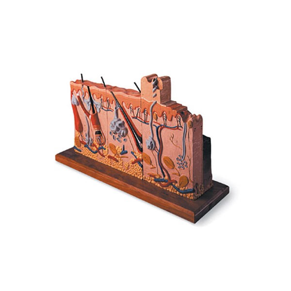 Organy i narządy 3B Scientific W42533