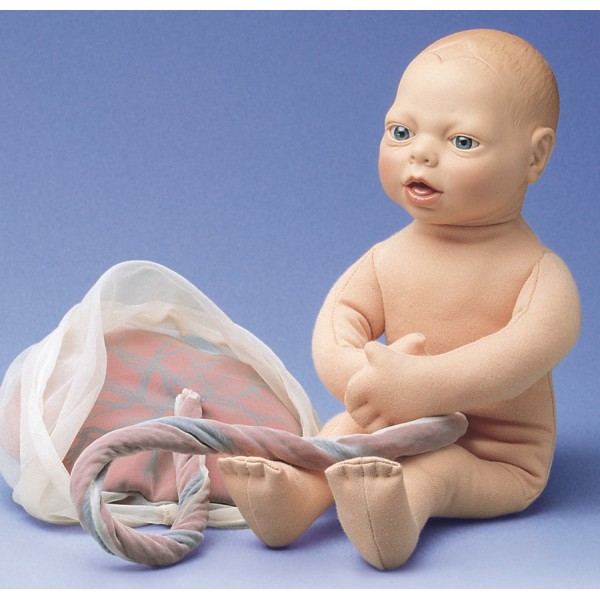 Organy i narządy 3B Scientific W43039