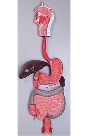 Organy i narządy ALTAY SCIENTIFIC 6090.01