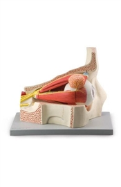 Organy i narządy ALTAY SCIENTIFIC 6210.03