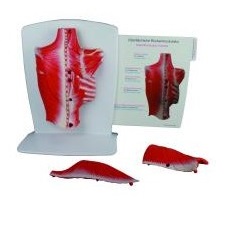 Organy i narządy ERLER ZIMMER M290