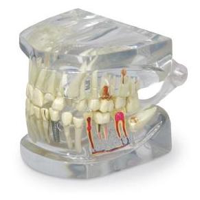 Organy i narządy Nasco SB48717U
