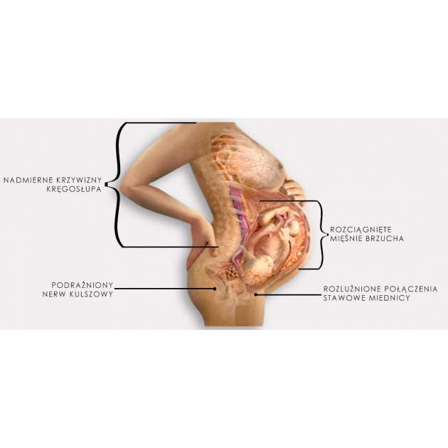Pasy przepuklinowe, brzuszne i pachwinowe REH4MAT AM-PC