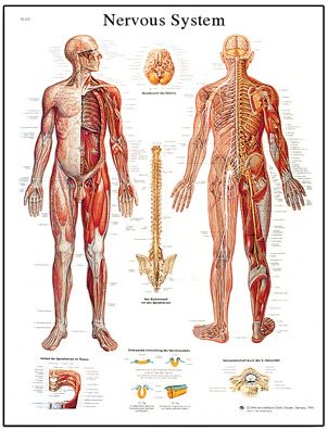 Plansze anatomiczne 3B Scientific VR1620