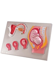 Plansze anatomiczne ALTAY SCIENTIFIC 6180.01