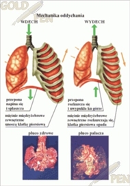 Plansze anatomiczne B/D PBI-FCOIUK