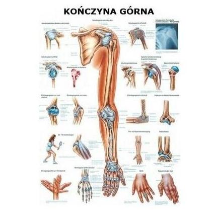Plansze anatomiczne Rüdiger-Anatomie Kończyna górna