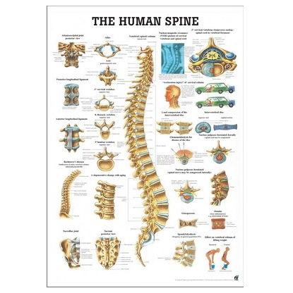 Plansze anatomiczne Rüdiger-Anatomie Kręgosłup 3D