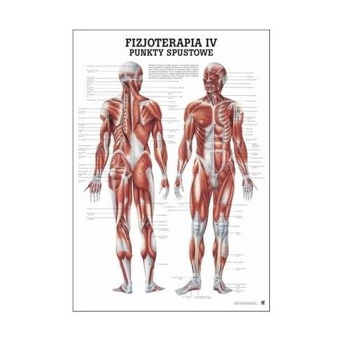 Plansze anatomiczne Rüdiger-Anatomie Punkty spustowe