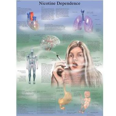 Plansze edukacyjne 3B Scientific VR1793UU