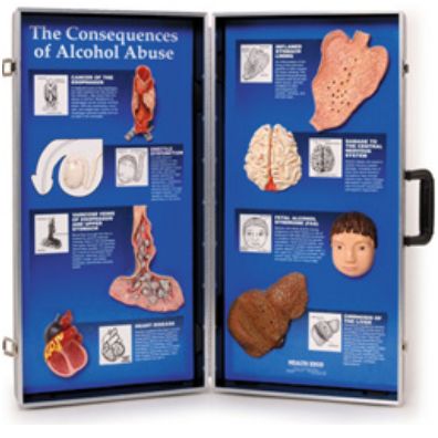 Plansze edukacyjne 3B Scientific W43053