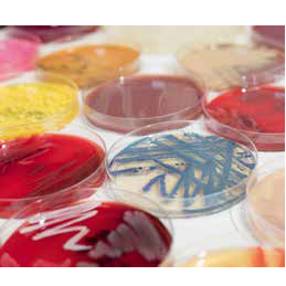 Podłoża gotowe do użycia Graso Biotech Mikrobiologiczne na płytkach dwudzielnych