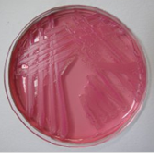 Podłoża gotowe do użycia LMS – LabMediaServis Agar PCA 4MCB.PCAL