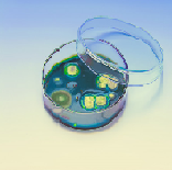 Podłoża gotowe do użycia LMS – LabMediaServis Chromogenny agar Salmonella