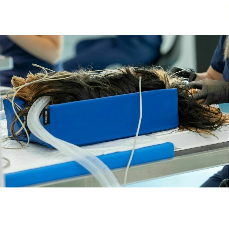 Pozycjonery weterynaryjne RTG Rexmed RX 801