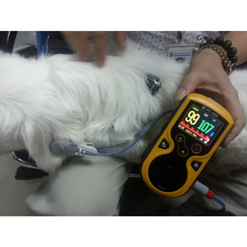 Pulsoksymetry weterynaryjne GIMA OXY-100 VET PULSE OXIMETER