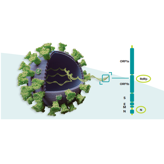 Testy do wykrywania obecności koronawirusa SARS-CoV-2 (COVID-19) ERBA ErbaMDx SARS-CoV-2 RT-PCR Kit