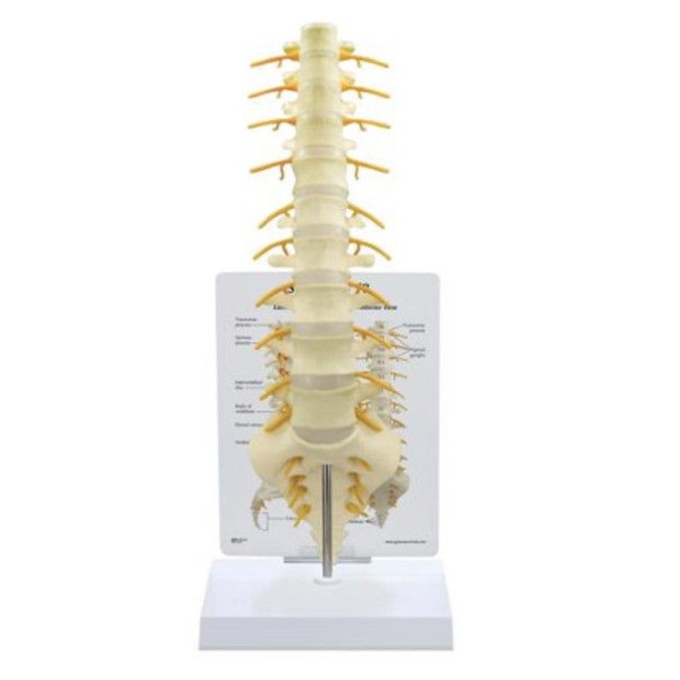 Układ kostny 3B Scientific 1019508