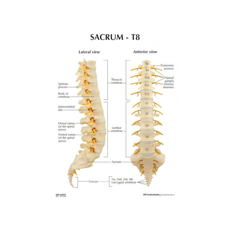 Układ kostny 3B Scientific 1019508