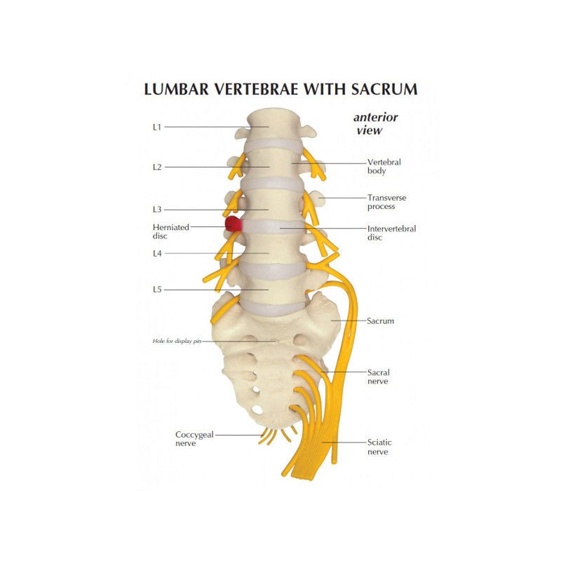 Układ kostny 3B Scientific 1019510