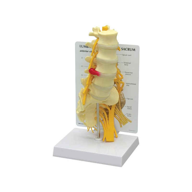 Układ kostny 3B Scientific 1019510