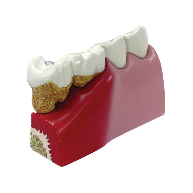 Układ kostny 3B Scientific 1019539