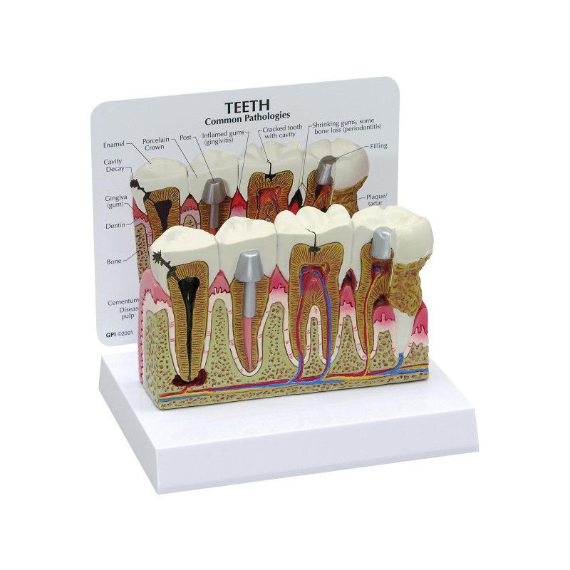 Układ kostny 3B Scientific 1019539