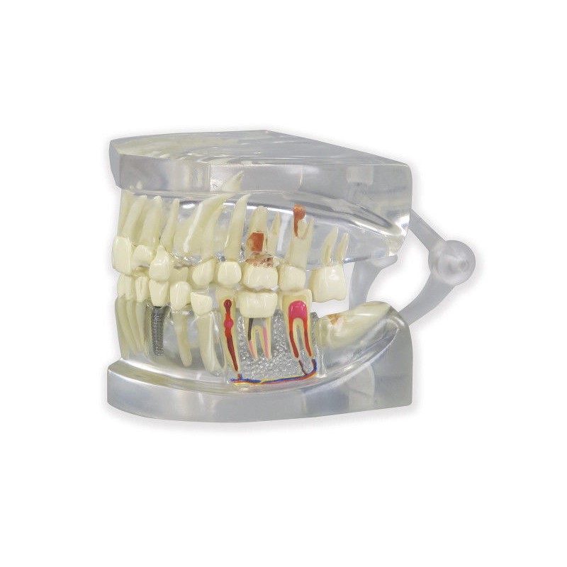 Układ kostny 3B Scientific 1019540