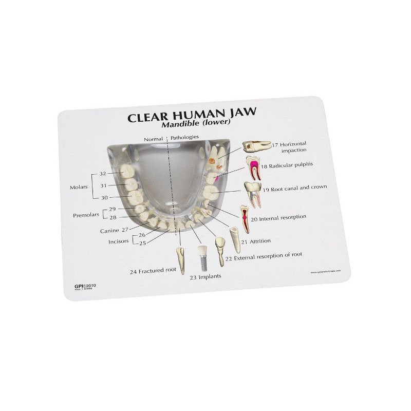 Układ kostny 3B Scientific 1019540