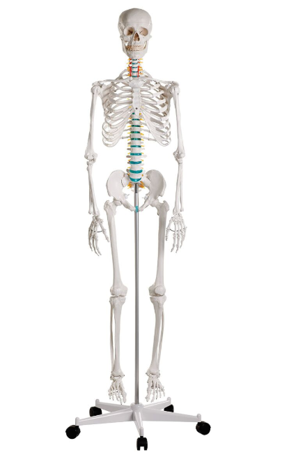 Układ kostny 3B Scientific 2960