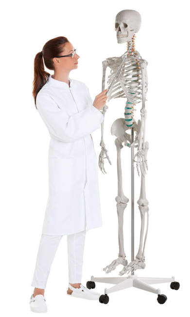 Układ kostny 3B Scientific 2960