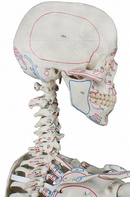 Układ kostny 3B Scientific 3016