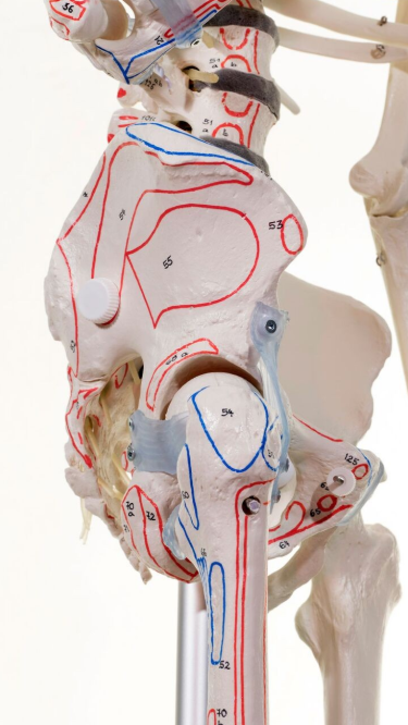 Układ kostny 3B Scientific 3016