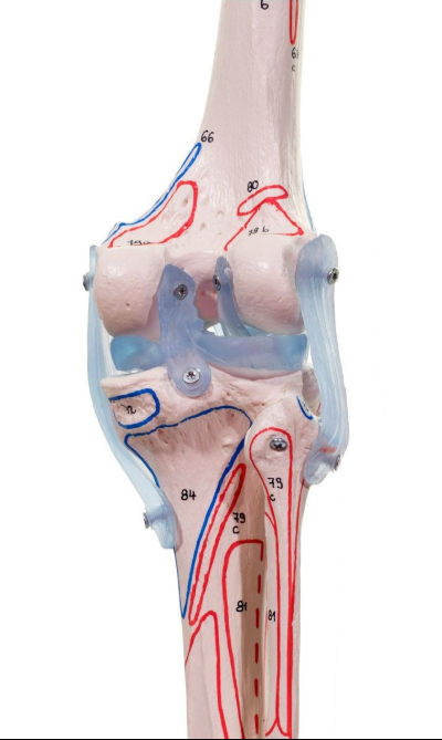 Układ kostny 3B Scientific 3016