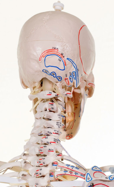 Układ kostny 3B Scientific 3016