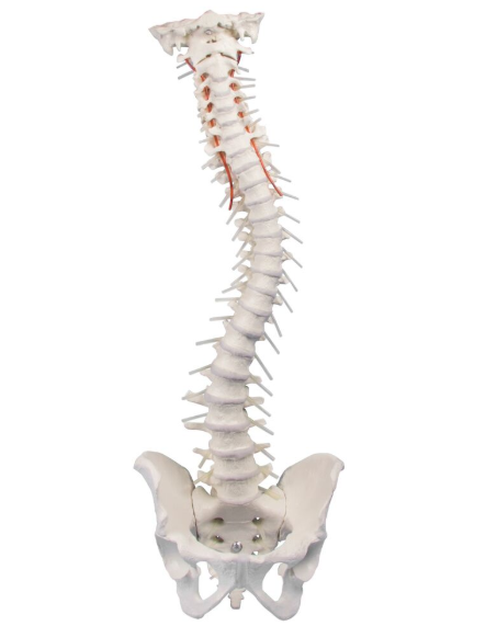 Układ kostny 3B Scientific 4006