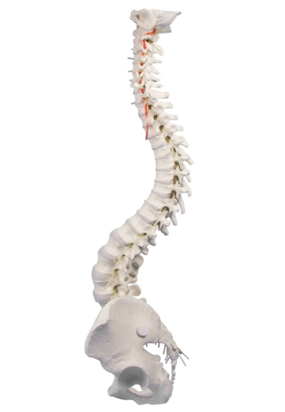 Układ kostny 3B Scientific 4006