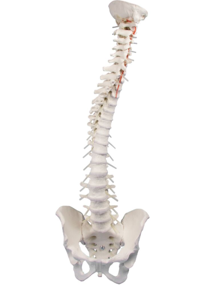 Układ kostny 3B Scientific 4006