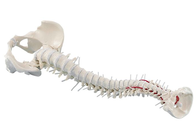 Układ kostny 3B Scientific 4006