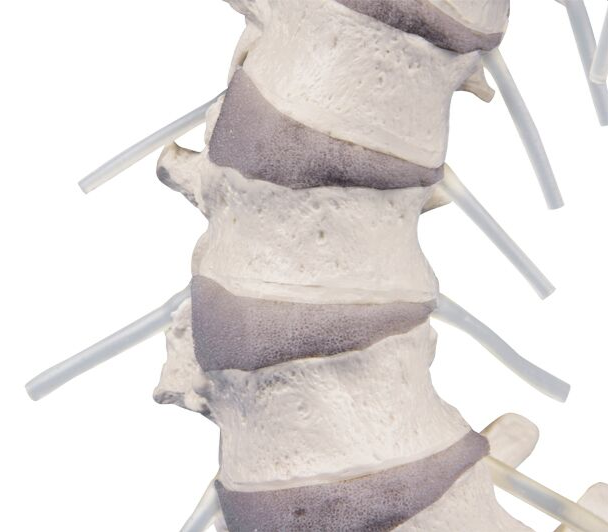 Układ kostny 3B Scientific 4006