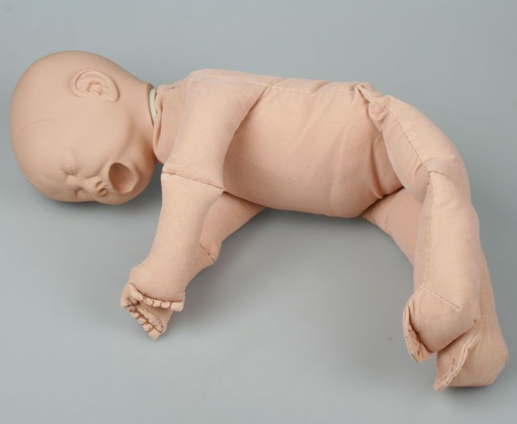 Układ kostny 3B Scientific 4071