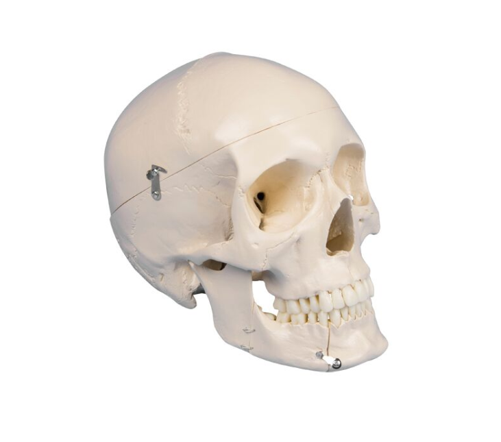 Układ kostny 3B Scientific 4513