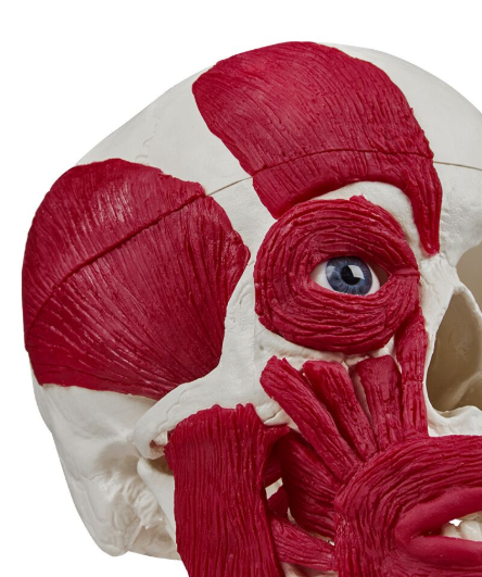 Układ kostny 3B Scientific 4514