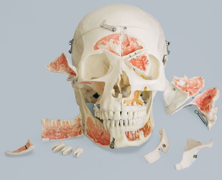 Układ kostny 3B Scientific 4515