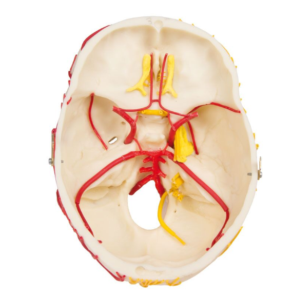 Układ kostny 3B Scientific 4610