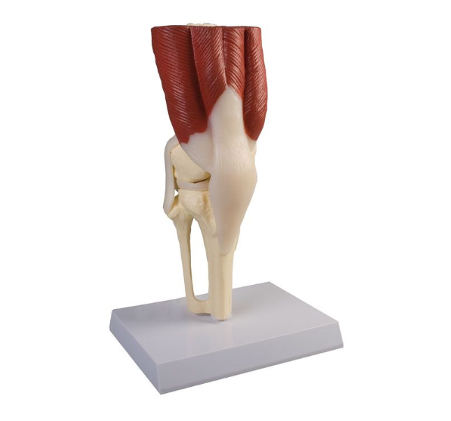 Układ kostny 3B Scientific 4662