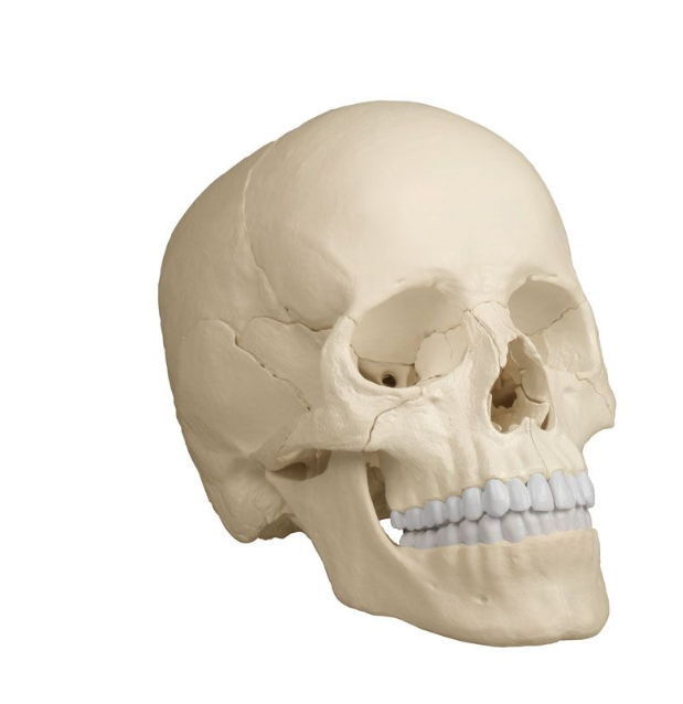 Układ kostny 3B Scientific 4701