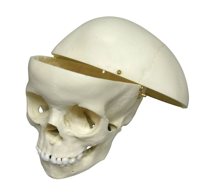 Układ kostny 3B Scientific 4730