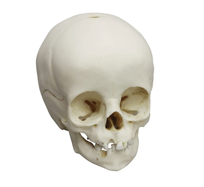 Układ kostny 3B Scientific 4777